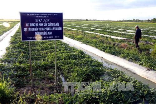 Cà Mau ra sức bảo vệ dưa hấu vụ Tết ảnh 1